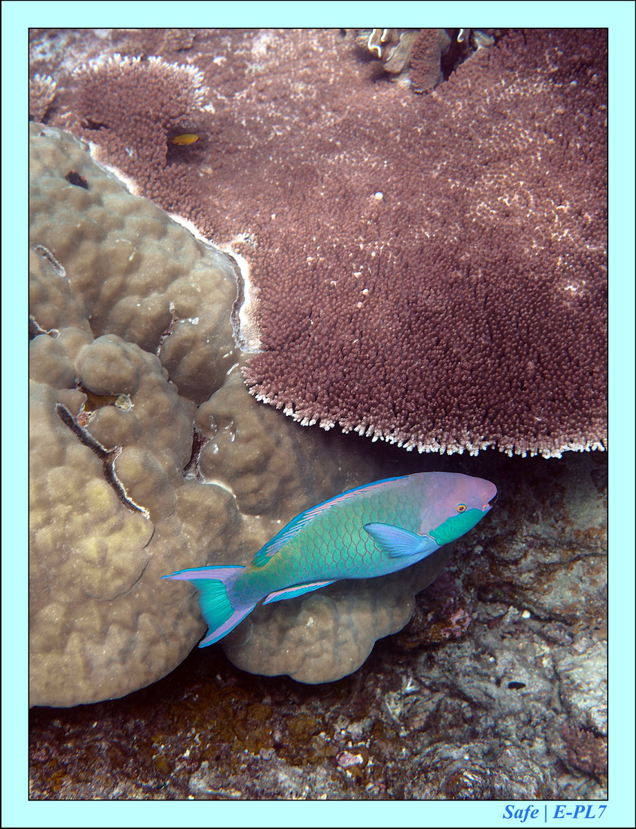 2016 - 07 - Leng Tengah - 075